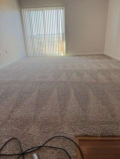 Freshly vacuumed carpet with perfect lines
